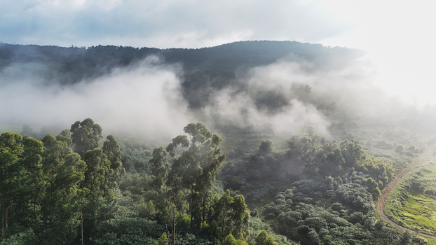 Aerial view of misty green hills and dense forest shrouded in thick white fog under a soft morning light Garden Route District Municipality Western Cape South Africa.