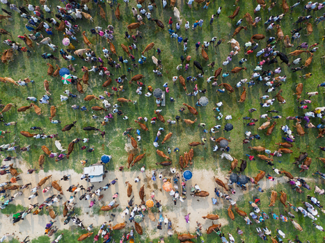 Akkelpur Upazila Bangladesh 20 May 2026 Aerial view of a crowded cattle market with many cows and people gathered on a green field during a local fair. Akkelpur Upazila Bangladesh 20 May 2026 Aerial view of a crowded cattle market with many cows and people gathered on a green field during a local fair.