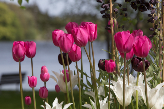 View of vibrant pink and white tulips dancing in the gentle breeze a bench sits on the lake s edge creating a peaceful scene West Old Town New Mexico Sweden.