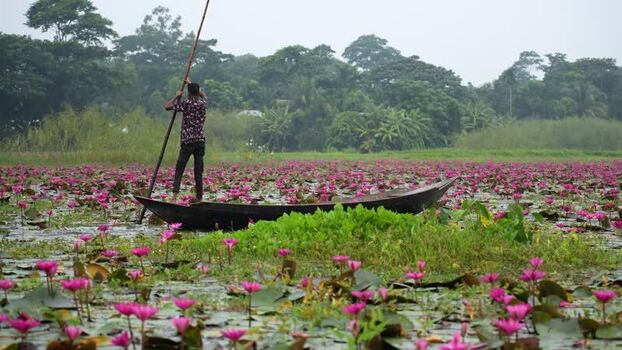View of a man in a boat on a water lily pond Bangladesh. View of a man in a boat on a water lily pond Bangladesh.
