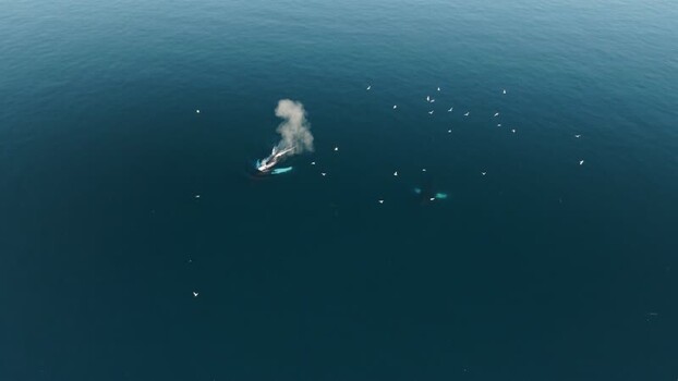 Aerial view of whales spouting in the ocean Greenland. Aerial view of whales spouting in the ocean Greenland.