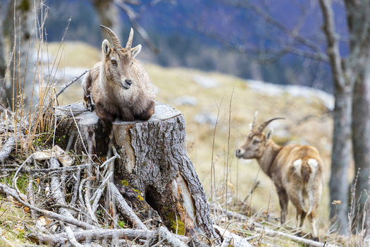 View of a regal alpine ibex perched atop a weathered tree stump its gaze steady amidst the rugged terrain of Frohnleiten Grazer Bergland Austria. View of a regal alpine ibex perched atop a weathered tree stump its gaze steady amidst the rugged terrain of Frohnleiten Grazer Bergland Austria.