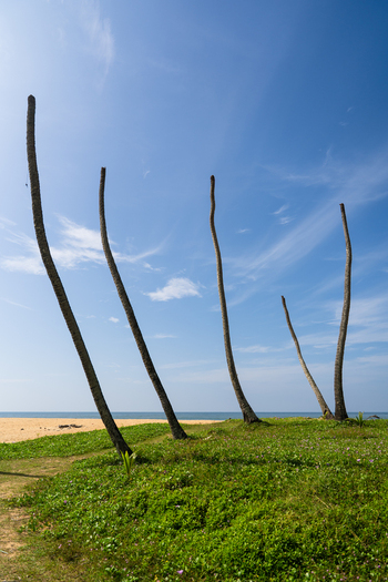 View of tall leafless palm tree trunks standing on a grassy shore by the sandy beach and blue ocean under a clear sky in Galle Southern Province Sri Lanka.