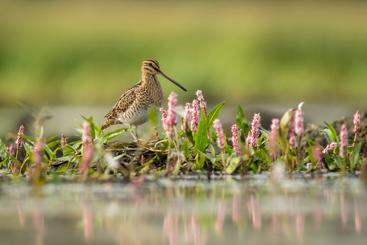 View of a common snipe standing among pink flowers in a wetland habitat in Debrzno Pomeranian Voivodeship Poland. View of a common snipe standing among pink flowers in a wetland habitat in Debrzno Pomeranian Voivodeship Poland.