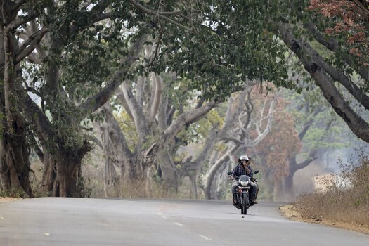 Odisha India 26 March 2026 View of a motorcyclist riding along a winding road framed by the lush canopy of ancient trees their gnarled branches reaching across the asphalt. Odisha India 26 March 2026 View of a motorcyclist riding along a winding road framed by the lush canopy of ancient trees their gnarled branches reaching across the asphalt.