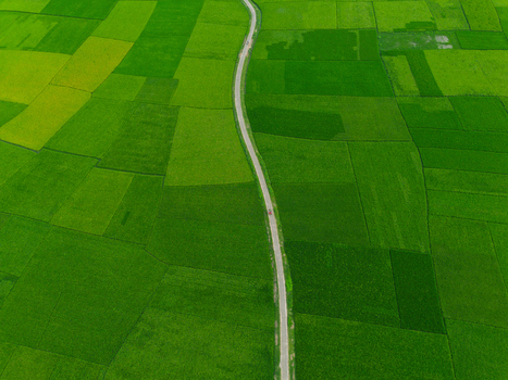 Aerial view of vibrant green rice fields and agricultural land with a narrow winding road cutting through the landscape Joypurhat Rajshahi Division Bangladesh.