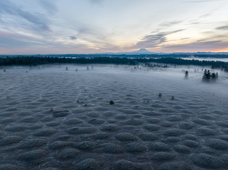 Aerial view of the unique geological formations at Mima Mounds Natural Area Preserve with morning mist and Mount Rainier in the distance in Olympia Washington United States.