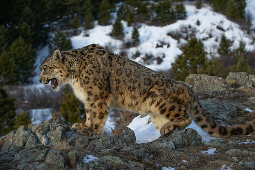 View of a snow leopard standing on rocky terrain with snow and pine trees in the background in USA. View of a snow leopard standing on rocky terrain with snow and pine trees in the background in USA.