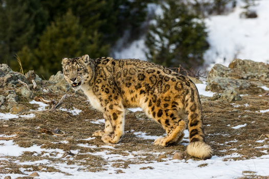 View of a snow leopard standing on rocky snow covered ground with sparse vegetation in the background in USA. View of a snow leopard standing on rocky snow covered ground with sparse vegetation in the background in USA.