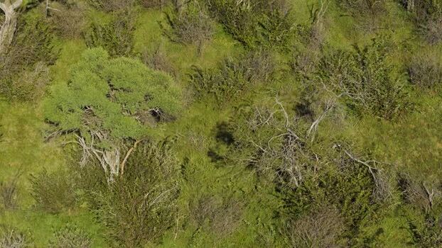 Aerial view of a camouflaged cheetah in South Africa.