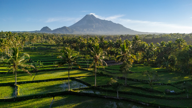 Aerial view of Mount Merapi rising above lush green rice terraces and palm trees in the morning light Cangkringan Special Region of Yogyakarta Indonesia.