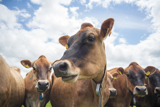 View of a herd of brown cows grazing in a lush green pasture under a bright blue sky with fluffy white clouds in Looe Cornwall United Kingdom. View of a herd of brown cows grazing in a lush green pasture under a bright blue sky with fluffy white clouds in Looe Cornwall United Kingdom.