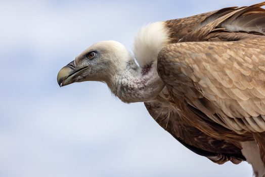 View of a griffon vulture profile with its sharp beak and white ruff against a clear blue sky in Selestat Grand Est France.