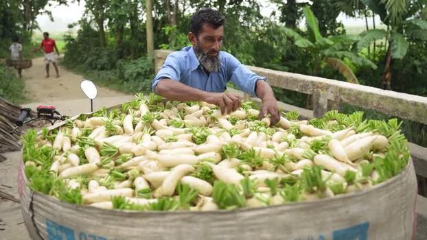 View of a man arranging white radishes in a basket Bangladesh. View of a man arranging white radishes in a basket Bangladesh.
