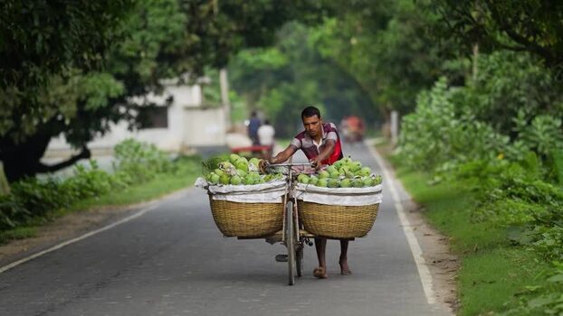 View of a man pushing a bicycle with green mangoes Bangladesh.