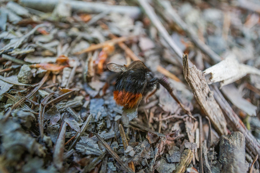 View of a red tailed bumblebee crawling on the forest floor covered with dry leaves and twigs in Deer Park Looe Cornwall United Kingdom. View of a red tailed bumblebee crawling on the forest floor covered with dry leaves and twigs in Deer Park Looe Cornwall United Kingdom.