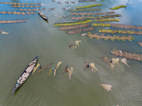 Natore Rajshahi Division Bangladesh 25 July 2026 Aerial view of jute fiber being processed in water by workers on wooden boats with bundles arranged in rows across the river.