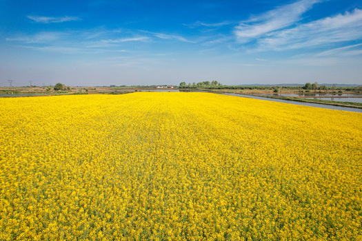 Aerial view of a vibrant yellow rapeseed field blooming under a clear blue sky with irrigation channels in the countryside of Trino Piedmont Italy. Aerial view of a vibrant yellow rapeseed field blooming under a clear blue sky with irrigation channels in the countryside of Trino Piedmont Italy.