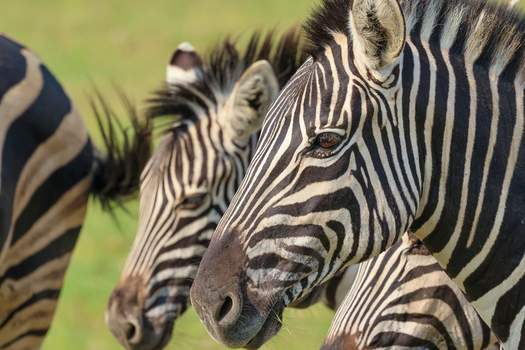 View of striking black and white striped zebras with their unique patterns standing against a soft green backdrop Kruger Park South Africa. View of striking black and white striped zebras with their unique patterns standing against a soft green backdrop Kruger Park South Africa.