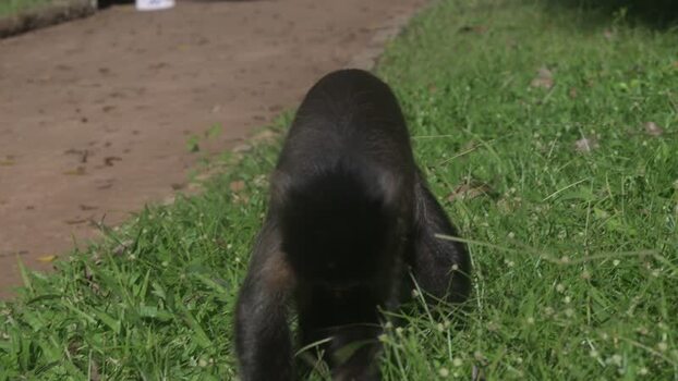 View of a black monkey walking on green grass in Brazil.