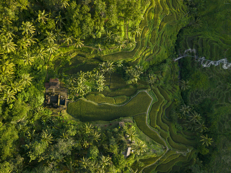 Aerial view of Tegallalang Rice Terrace featuring lush green terraced rice paddies dense palm trees and traditional structures in Kecamatan Tegallalang Bali Indonesia. Aerial view of Tegallalang Rice Terrace featuring lush green terraced rice paddies dense palm trees and traditional structures in Kecamatan Tegallalang Bali Indonesia.