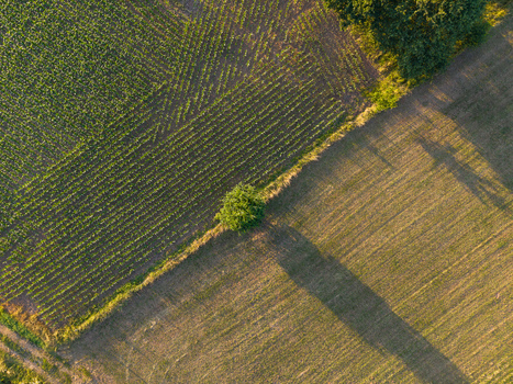 Aerial view of agricultural fields with rows of crops and harvested land separated by a tree line under warm golden hour light in Hasselt Flanders Belgium. Aerial view of agricultural fields with rows of crops and harvested land separated by a tree line under warm golden hour light in Hasselt Flanders Belgium.
