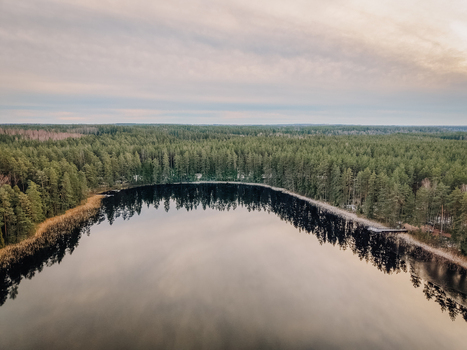 Aerial view of a pristine forest lake with calm dark water reflecting the sky surrounded by a dense evergreen pine forest in Smiltene Smiltene Municipality Latvia.