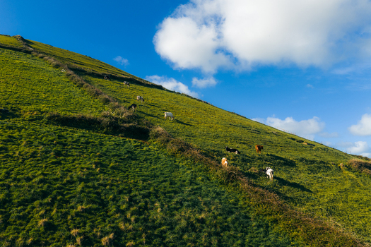 Aerial view of Pico Dona Joana with cows grazing on steep green slopes divided by stone walls under a blue sky with white clouds in Feteira Acores Portugal.