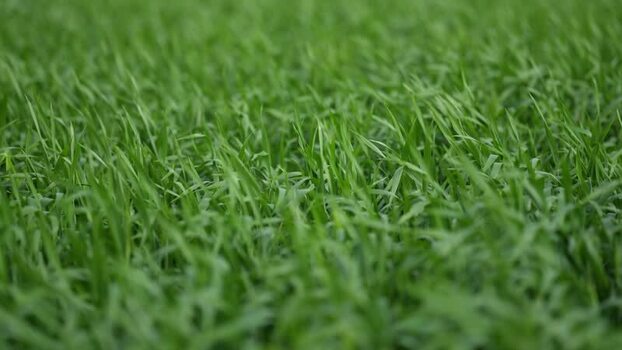View of lush green wheat crops in a field India.
