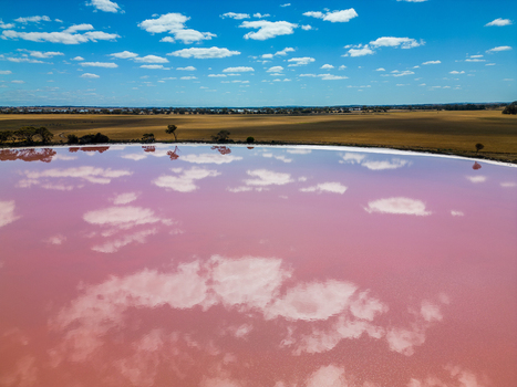Aerial view of the pink Cranbrook Salt Lakes reflecting white clouds and a blue sky over golden fields in Cranbrook Western Australia Australia.