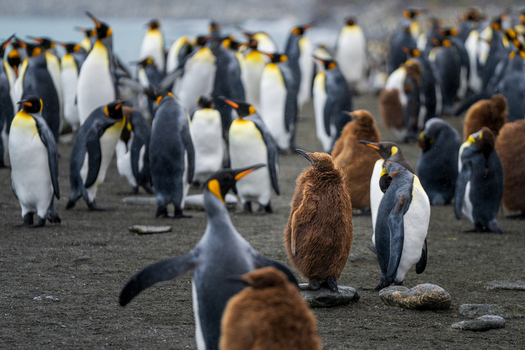 View of a large colony of king penguins at Gold Harbour with adult penguins and fluffy brown chicks standing on the dark sandy beach in South Georgia and the South Sandwich Islands. View of a large colony of king penguins at Gold Harbour with adult penguins and fluffy brown chicks standing on the dark sandy beach in South Georgia and the South Sandwich Islands.
