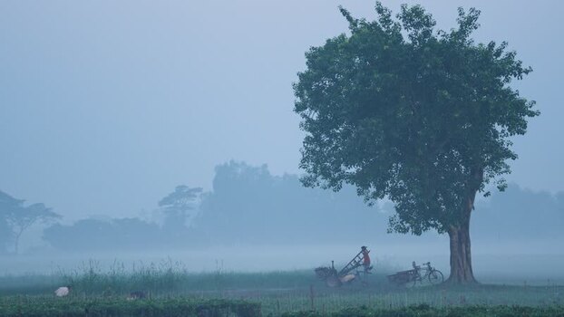 View of a lone tree and a person in a misty rural field Bangladesh.
