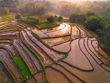Aerial view of Tegalalang rice terraces with lush green paddies reflective water and farmers working at sunrise in Tegalalang Bali Indonesia.
