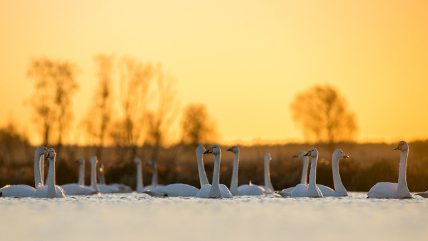 View of a flock of whooper swans swimming on a calm lake during a golden sunset with silhouettes of trees in the background in Debrzno Pomeranian Voivodeship Poland.