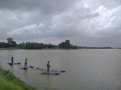 Kushtia Bangladesh 27 April 2020 View of men leading water buffalo through the river under a cloudy sky. Kushtia Bangladesh 27 April 2020 View of men leading water buffalo through the river under a cloudy sky.