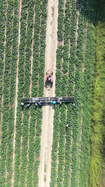 Aerial view of zucchini harvest in San Giuliano Milanese Italy.