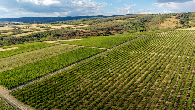 Aerial view of Deuric winery vineyards and orchards with neat rows of vines and trees stretching across rolling hills in the rural landscape of Mala Remeta Vojvodina Serbia. Aerial view of Deuric winery vineyards and orchards with neat rows of vines and trees stretching across rolling hills in the rural landscape of Mala Remeta Vojvodina Serbia.