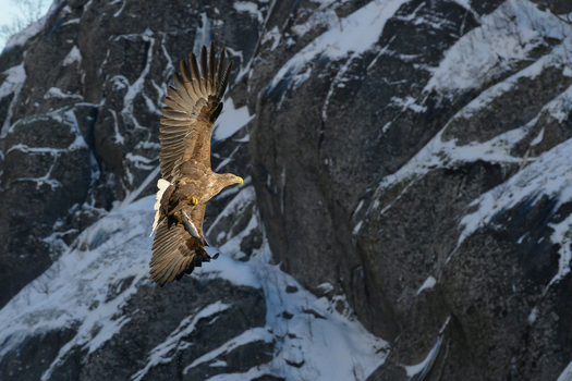 View of a white tailed eagle in flight carrying a fish against a backdrop of snow covered mountains in Leknes Lofoten Norway.