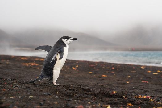 View of a chinstrap penguin standing on the black volcanic sand beach of Deception Island with misty mountains and the sea in the background Antarctica. View of a chinstrap penguin standing on the black volcanic sand beach of Deception Island with misty mountains and the sea in the background Antarctica.
