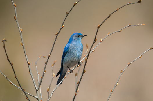 View of a Mountain Bluebird perched on thin budding branches in British Columbia Canada. View of a Mountain Bluebird perched on thin budding branches in British Columbia Canada.