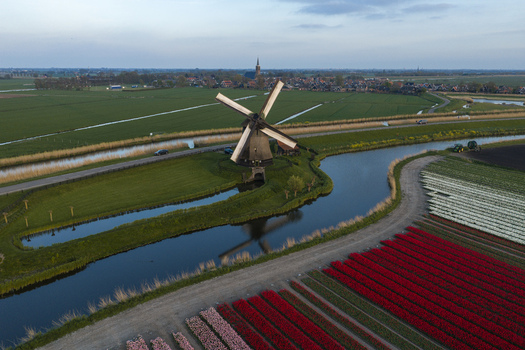 Aerial view of a traditional Dutch windmill standing beside a canal surrounded by vibrant red and white tulip fields lush green meadows and a distant village in the Netherlands. Aerial view of a traditional Dutch windmill standing beside a canal surrounded by vibrant red and white tulip fields lush green meadows and a distant village in the Netherlands.