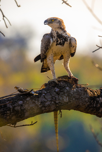 View of a martial eagle perched on a tree branch with its lizard prey in Kruger National Park Kruger Park Mpumalanga South Africa. View of a martial eagle perched on a tree branch with its lizard prey in Kruger National Park Kruger Park Mpumalanga South Africa.