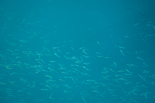 View of a school of small silvery fish darting through the crystal clear turquoise waters creating a shimmering spectacle Pula Istria County Croatia.