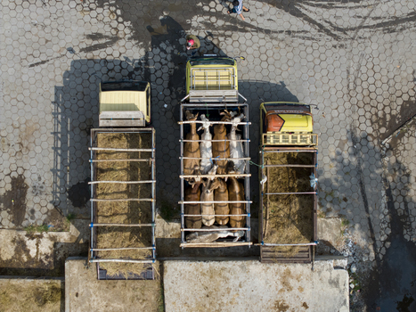 Aerial view of Animal Market Prambanan with livestock trucks parked on a paved lot and people standing nearby in Kecamatan Prambanan Jawa Tengah Indonesia. Aerial view of Animal Market Prambanan with livestock trucks parked on a paved lot and people standing nearby in Kecamatan Prambanan Jawa Tengah Indonesia.