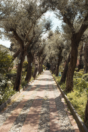 View of a tree lined path with dappled sunlight filtering through the canopy casting shadows on the textured ground Taormina Sicily Italy.