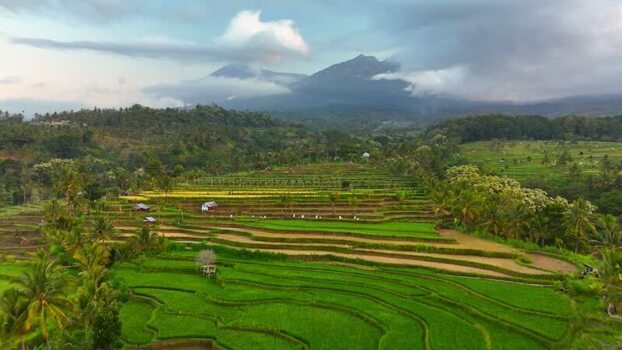 Aerial view of Senaru Rice Fields and mountains Indonesia. Aerial view of Senaru Rice Fields and mountains Indonesia.