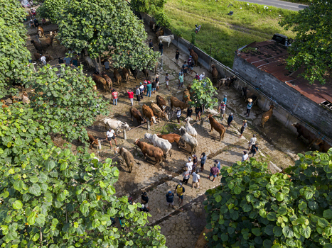Aerial view of Animal Market Prambanan with cattle and people gathered under green trees in Kecamatan Prambanan Jawa Tengah Indonesia. Aerial view of Animal Market Prambanan with cattle and people gathered under green trees in Kecamatan Prambanan Jawa Tengah Indonesia.