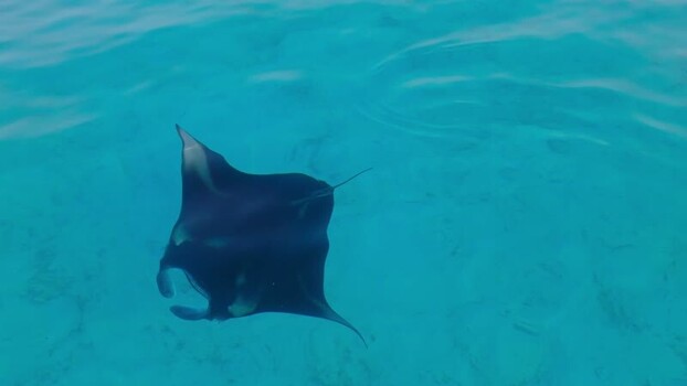 Aerial view of manta ray swimming in ocean Maldives. Aerial view of manta ray swimming in ocean Maldives.
