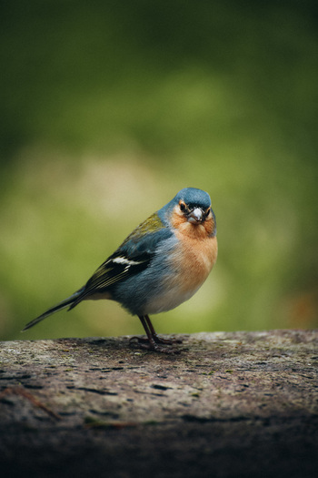 View of a vibrant blue headed chaffinch perched regally on a weathered moss covered branch against the soft focus green backdrop Ponta Delgada Azores Portugal. View of a vibrant blue headed chaffinch perched regally on a weathered moss covered branch against the soft focus green backdrop Ponta Delgada Azores Portugal.