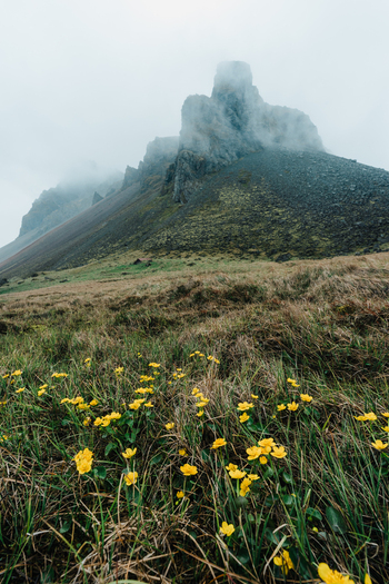View of Stokksnes mountain shrouded in mist with yellow wildflowers blooming in the grassy foreground in Iceland.